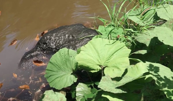 虚幻5制作《池塘》